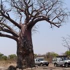 Baobab in Chobe