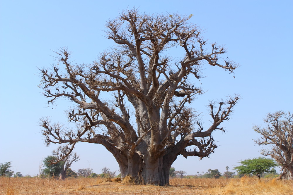 Baobab in der Savanne