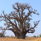 Baobab in der Savanne
