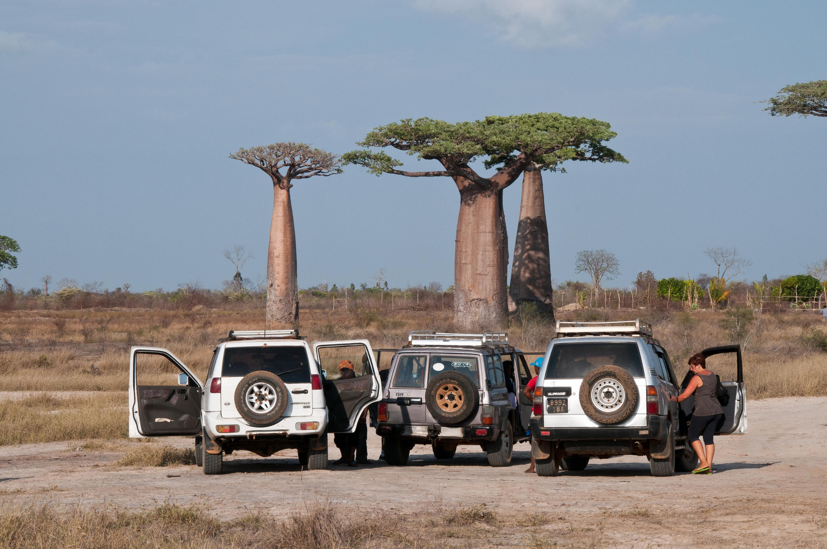 Baobab in Madagascar 