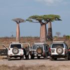 Baobab in Madagascar 