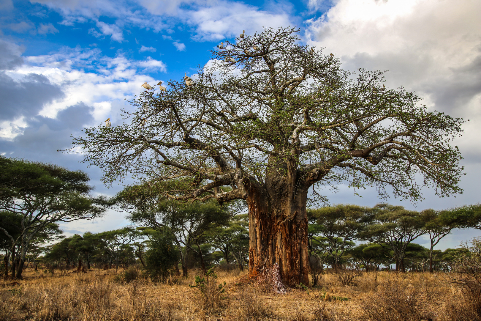 Baobab in Tarangire mit Pelikanen