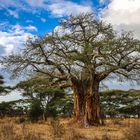 Baobab in Tarangire mit Pelikanen