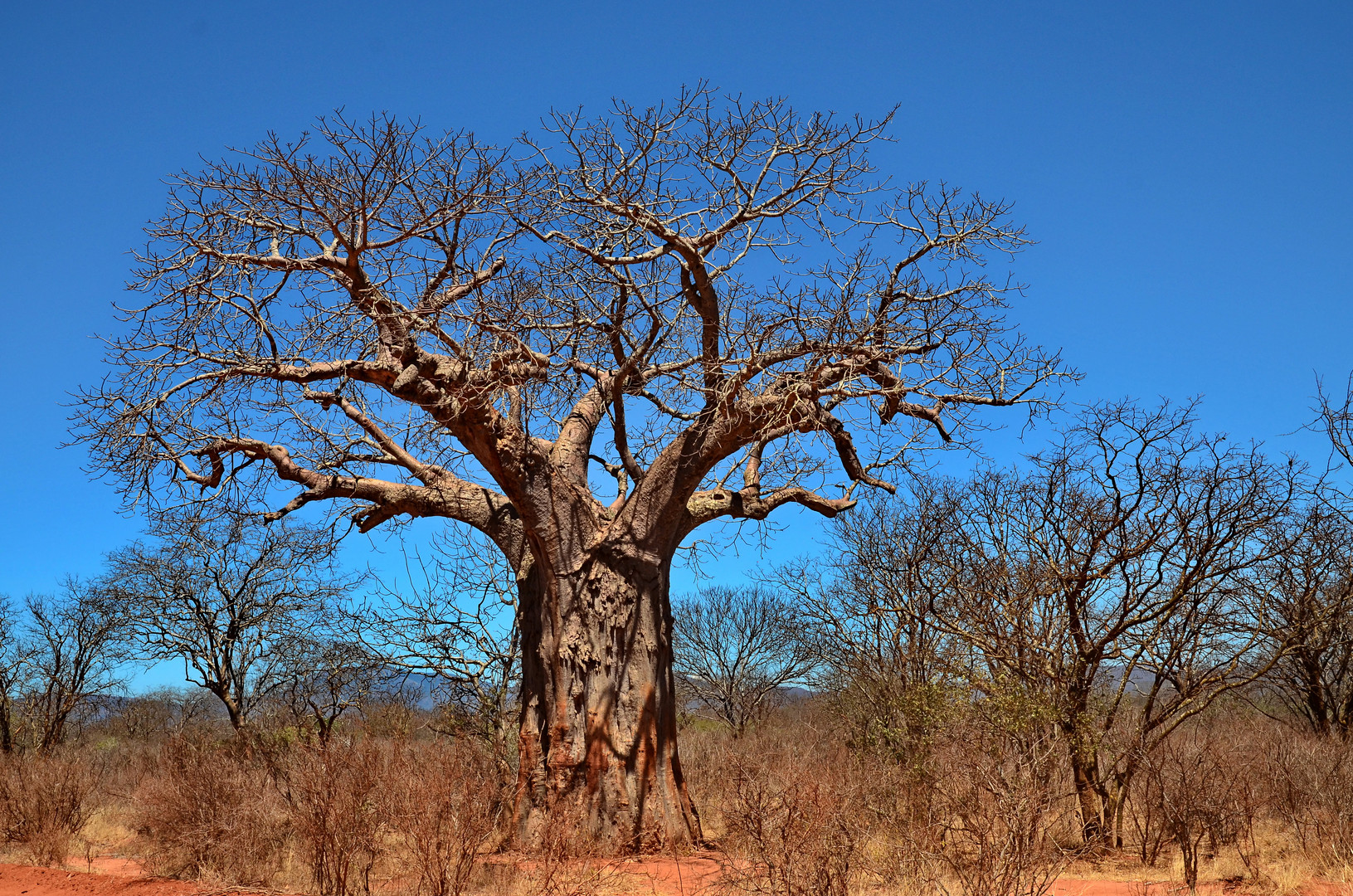 Baobab in Tsawo West