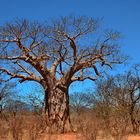 Baobab in Tsawo West