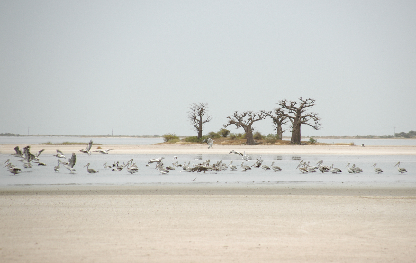 Baobab Insel