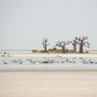 Baobab Insel