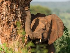 Baobab macht stark