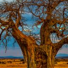 Baobab Methusalem