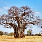 Baobab milenario