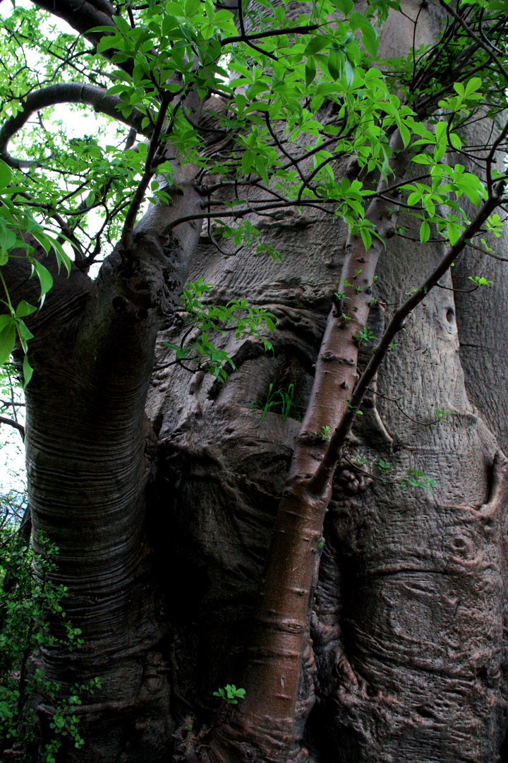 Baobab - Morning Sun Reserve (South Africa)