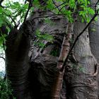 Baobab - Morning Sun Reserve (South Africa)