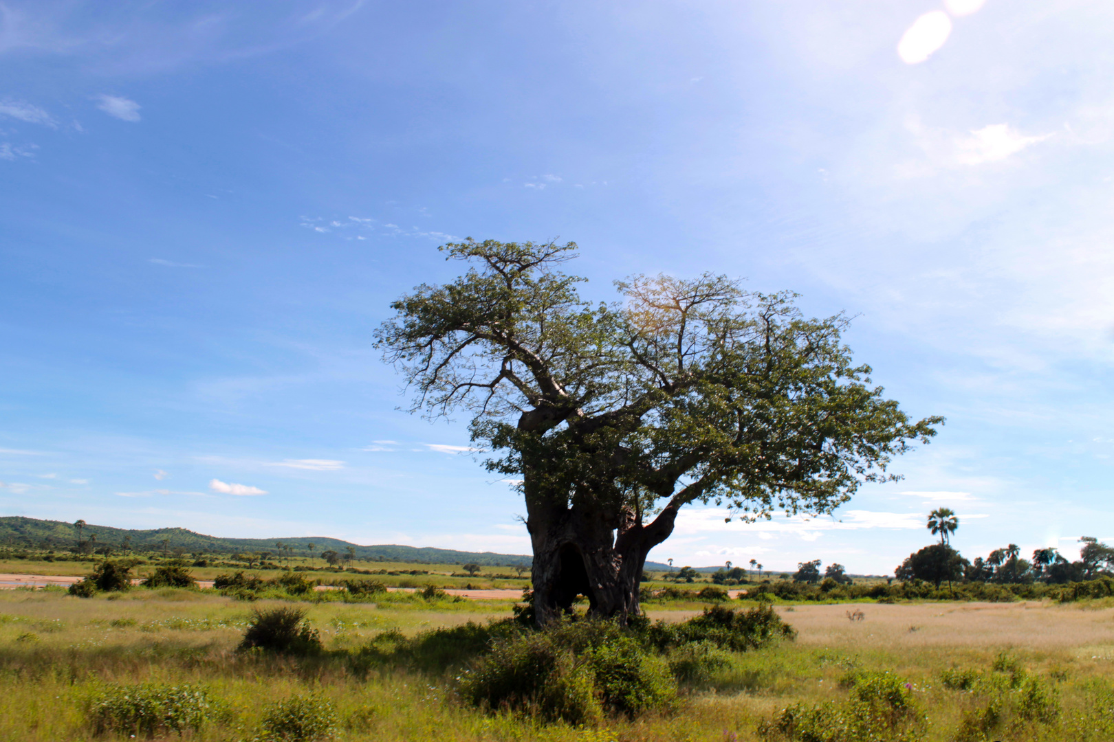 Baobab Nationalpark Tansania