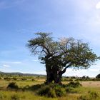 Baobab Nationalpark Tansania