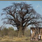 Baobab - Riese