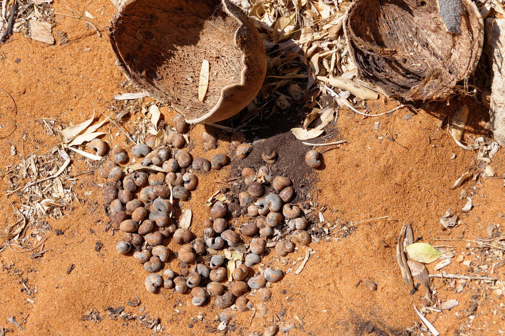 Baobab Samen