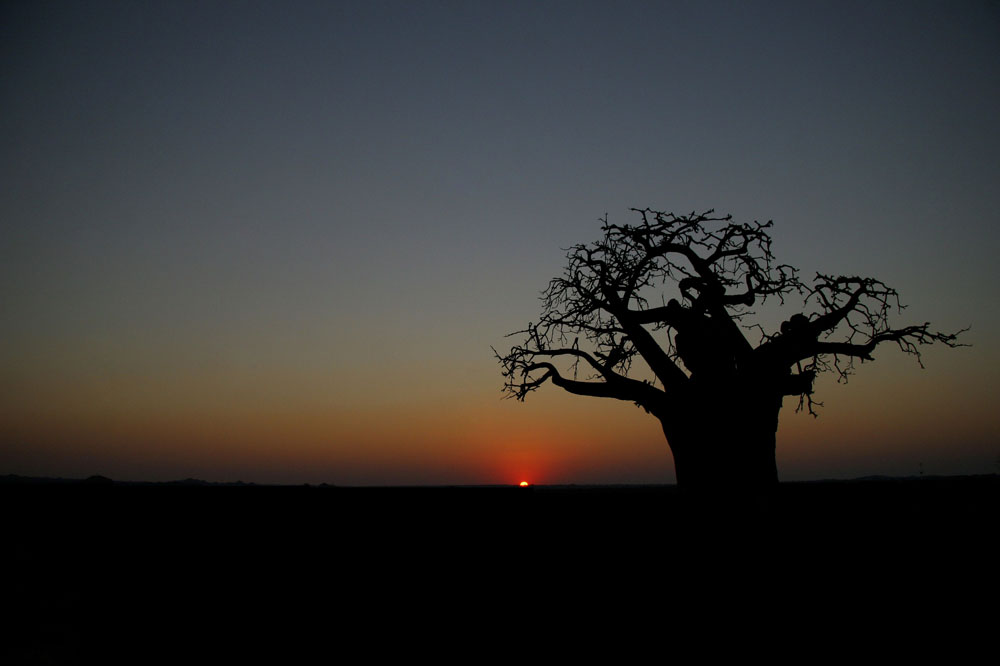 Baobab Sundowner