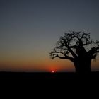 Baobab Sundowner