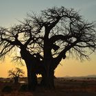 Baobab Sunrise...