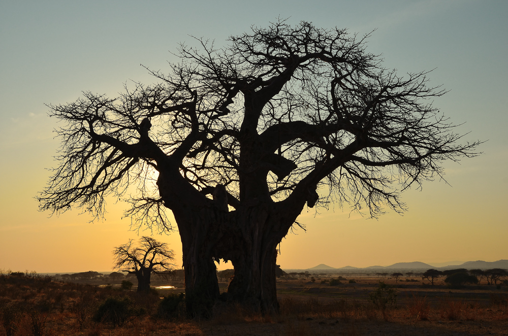 Baobab Sunrise...