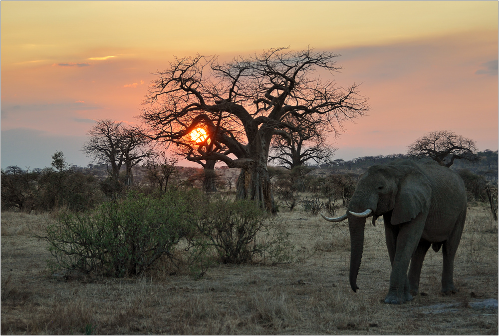 Baobab Sunset...