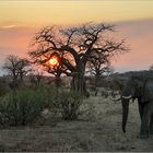 Baobab Sunset...