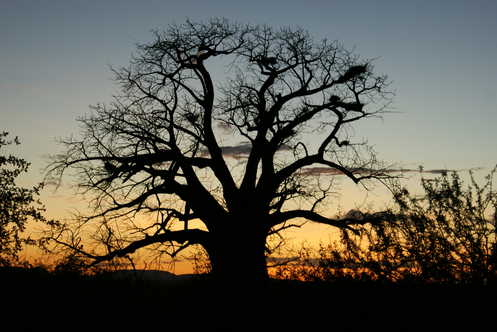 Baobab-Sunset