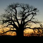 Baobab-Sunset