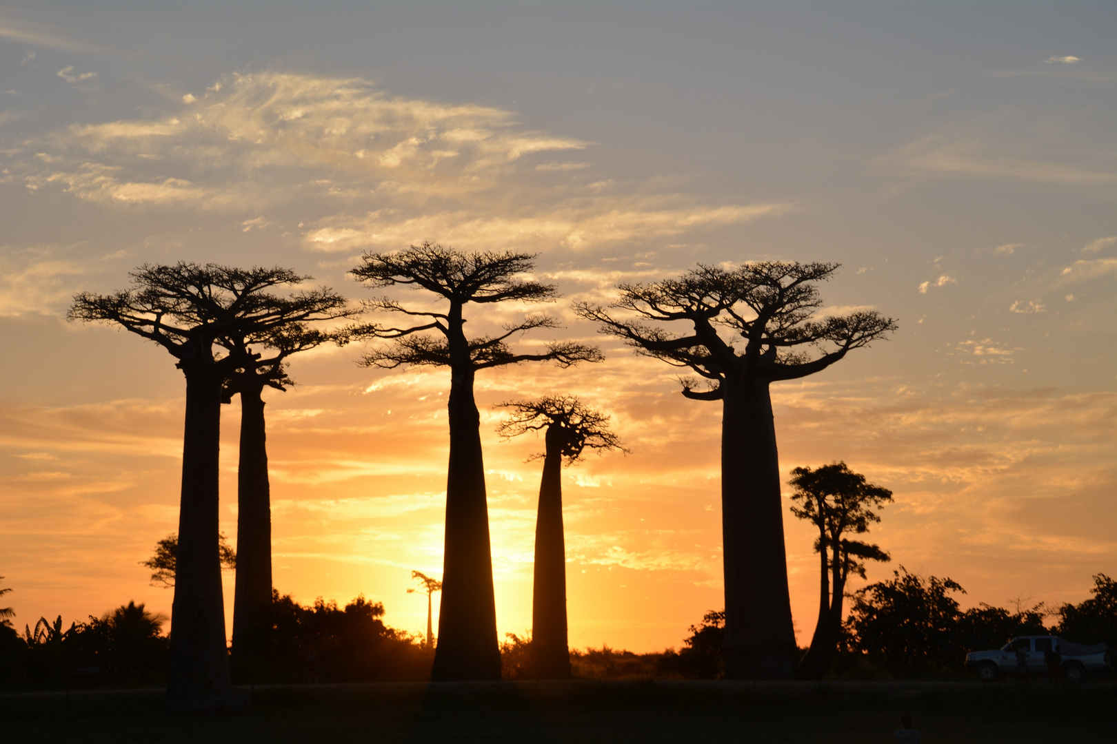 Baobab-Sunset