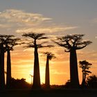 Baobab-Sunset