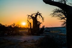 Baobab / Sunset