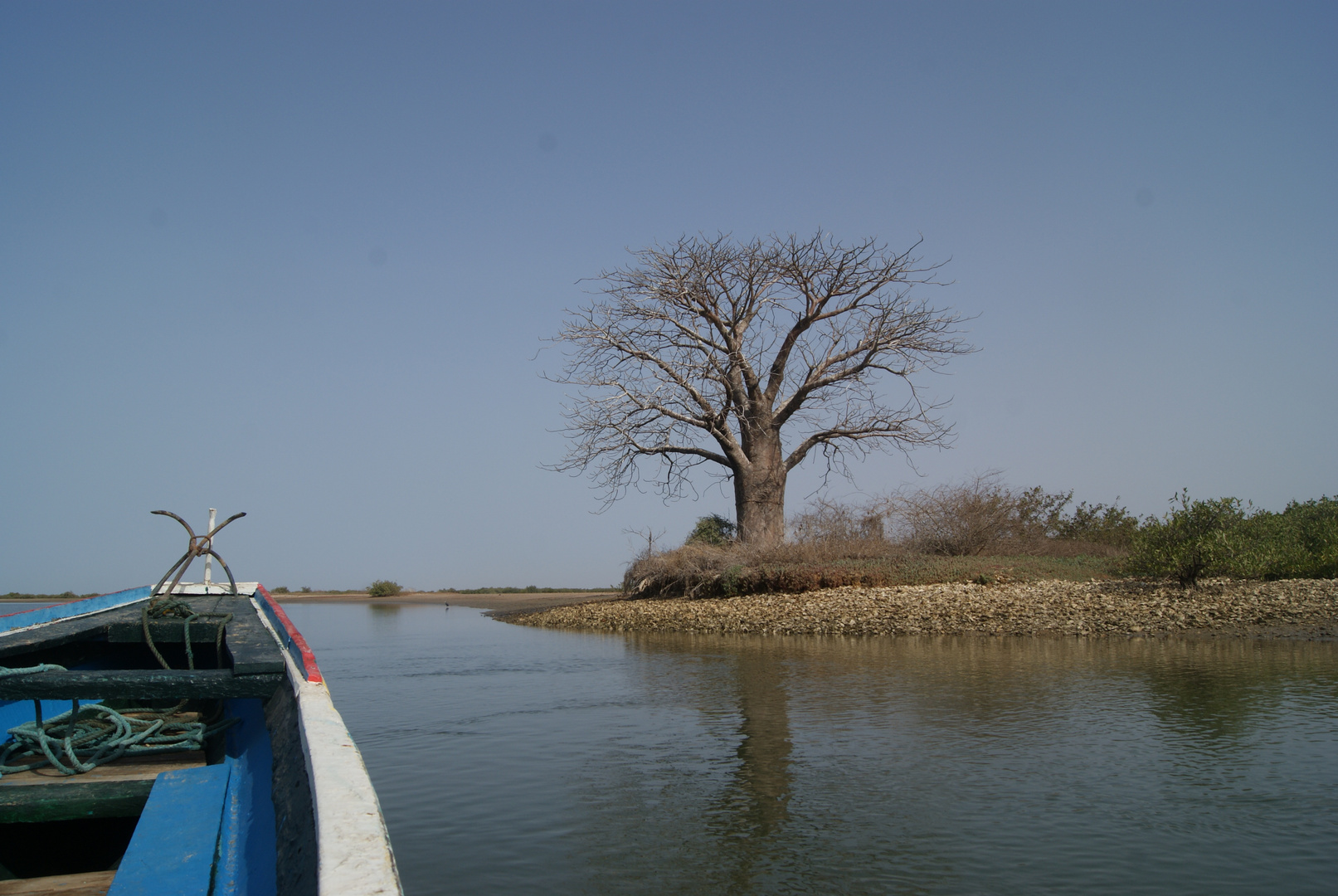 Baobab sur l'ile au oiseau (siné saloum sénégal)