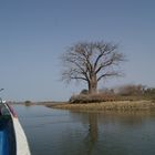 Baobab sur l'ile au oiseau (siné saloum sénégal)