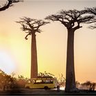 Baobab Tales...