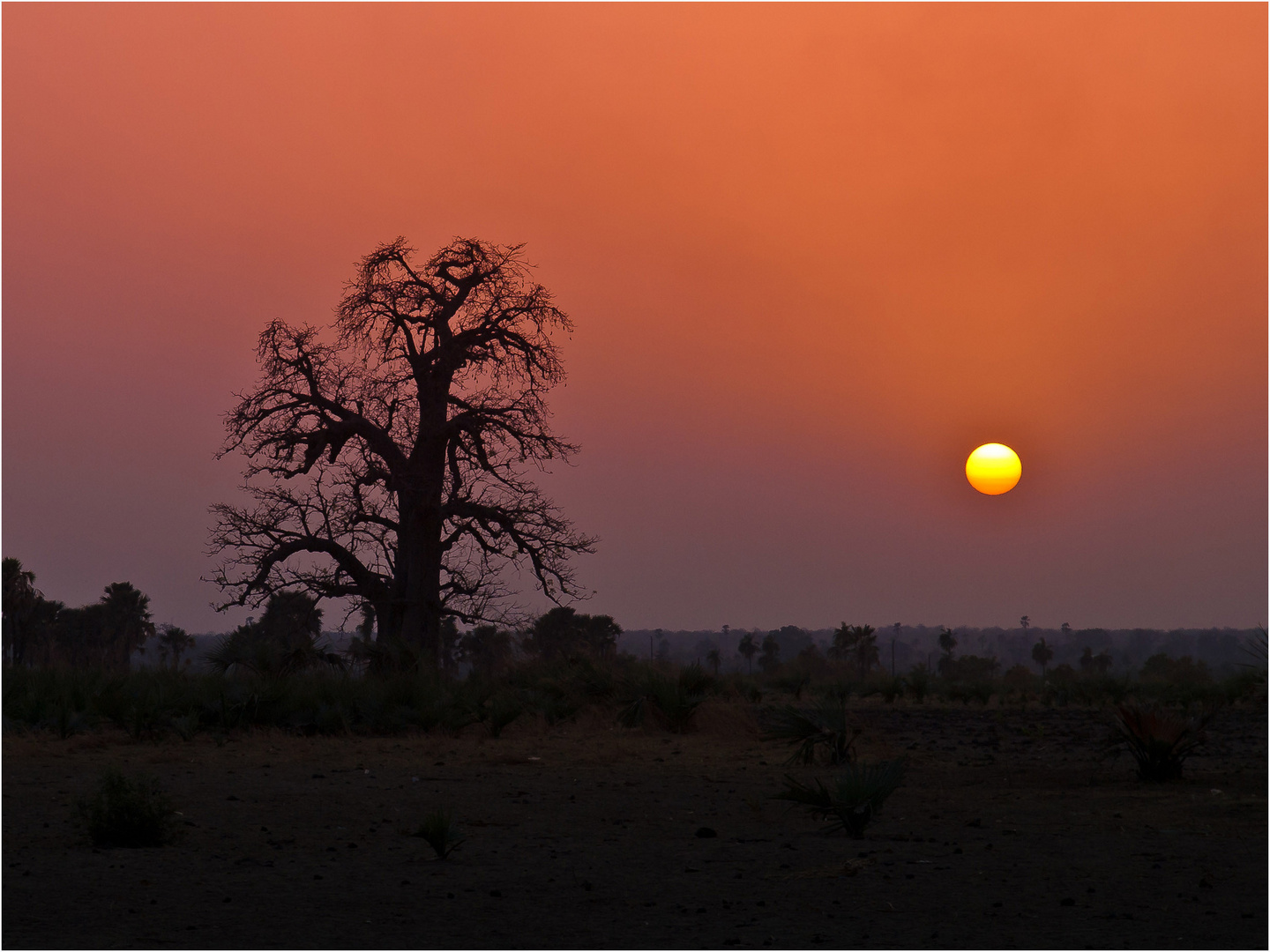 Baobab Tree