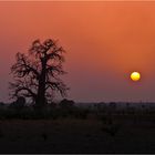 Baobab Tree