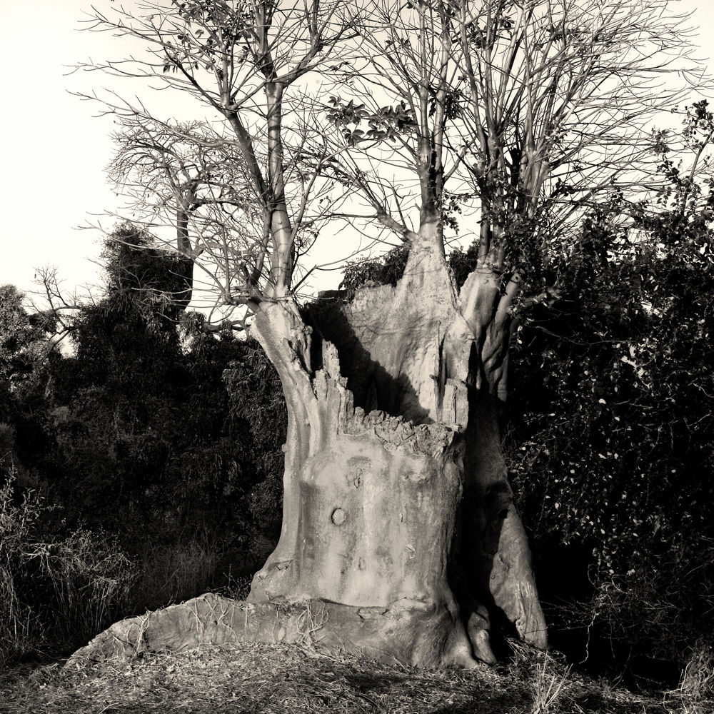 Baobab Tree 2010