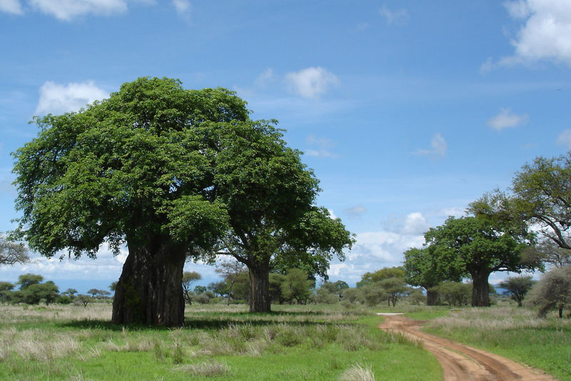 Baobab - Tree