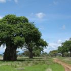 Baobab - Tree