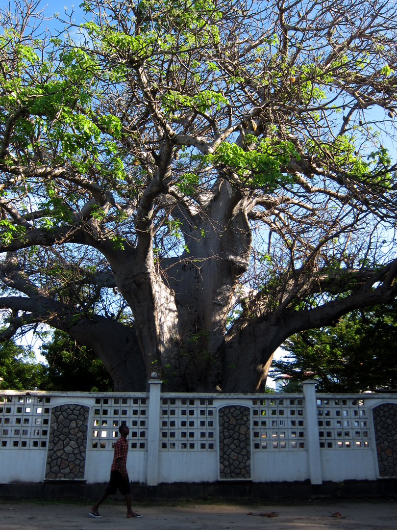 Baobab tree and a man walking by