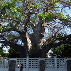 Baobab tree and a man walking by