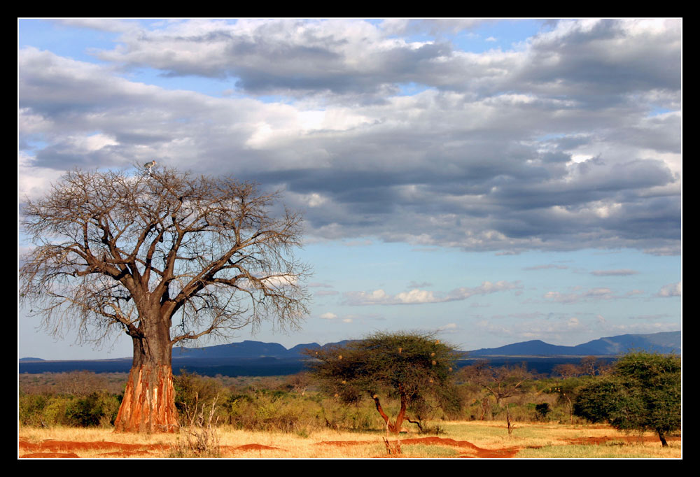 Baobab Tree