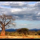 Baobab Tree