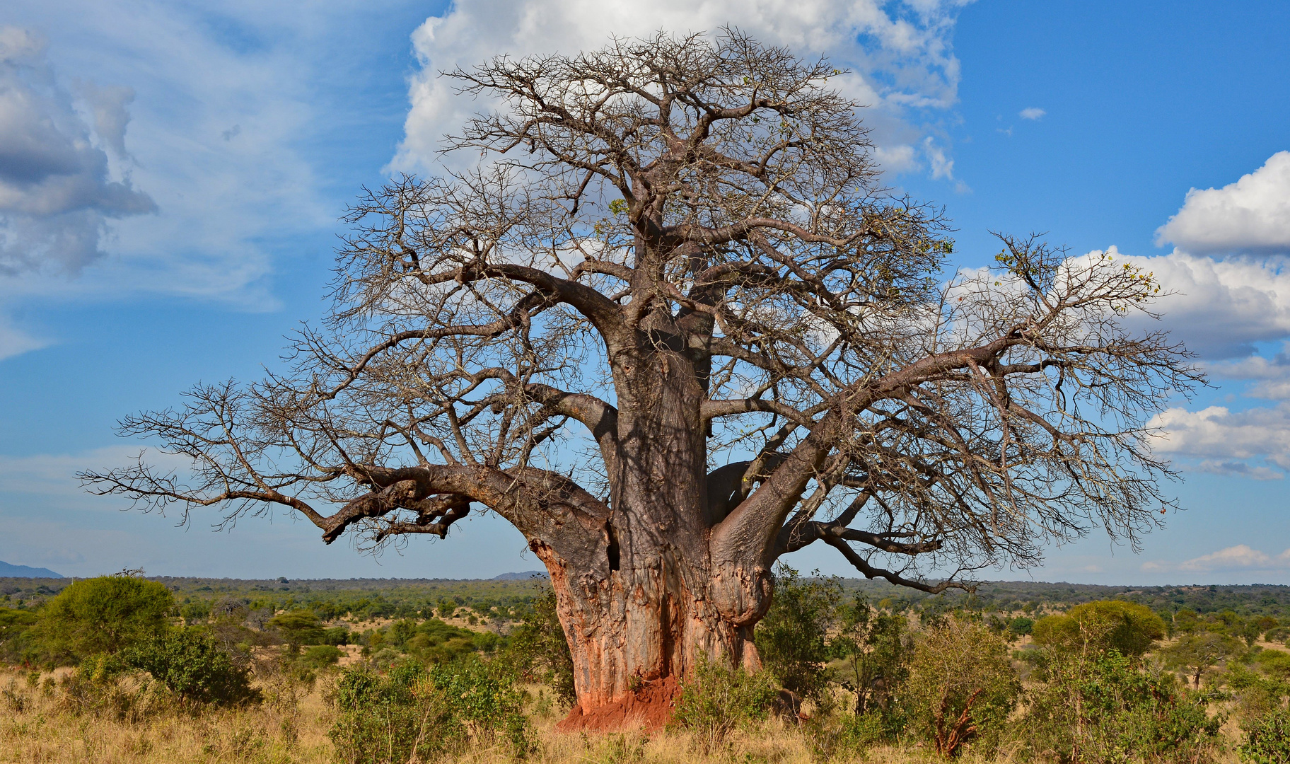 Baobab Tree (Tarangire NP)