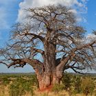 Baobab Tree (Tarangire NP)