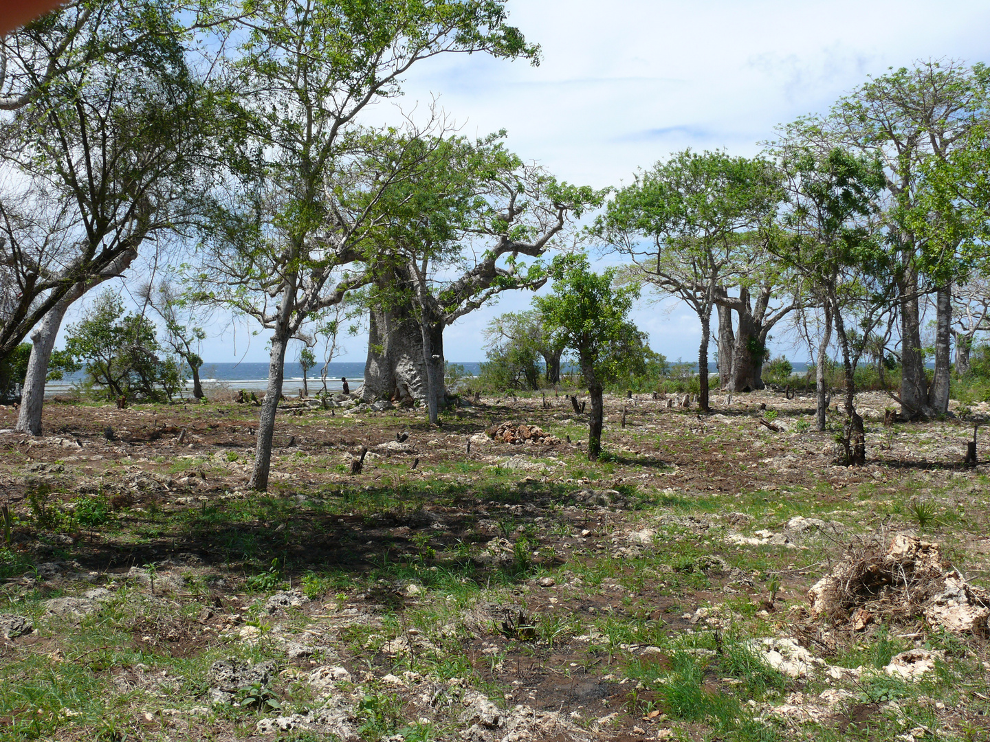 Baobab trees