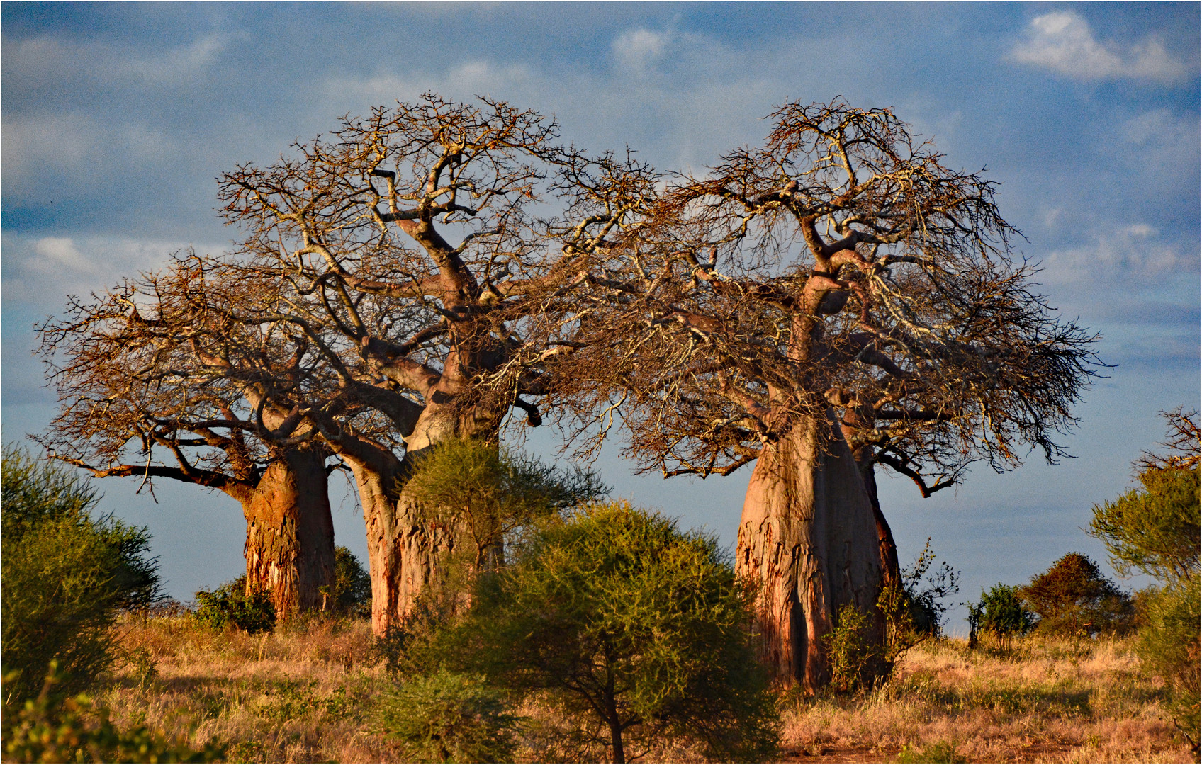 Baobab Trees - Tarangire NP Tansania