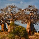 Baobab Trees - Tarangire NP Tansania