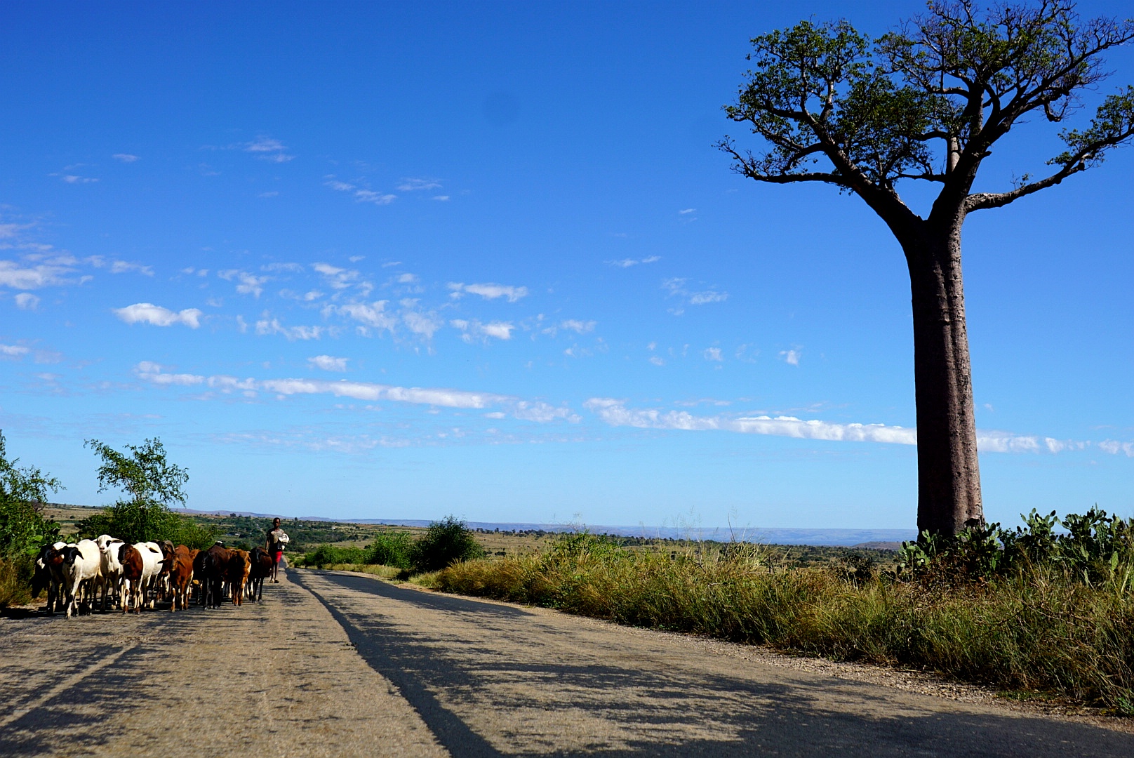 Baobab und die Strasse