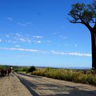 Baobab und die Strasse